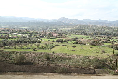 medtree11.jpg